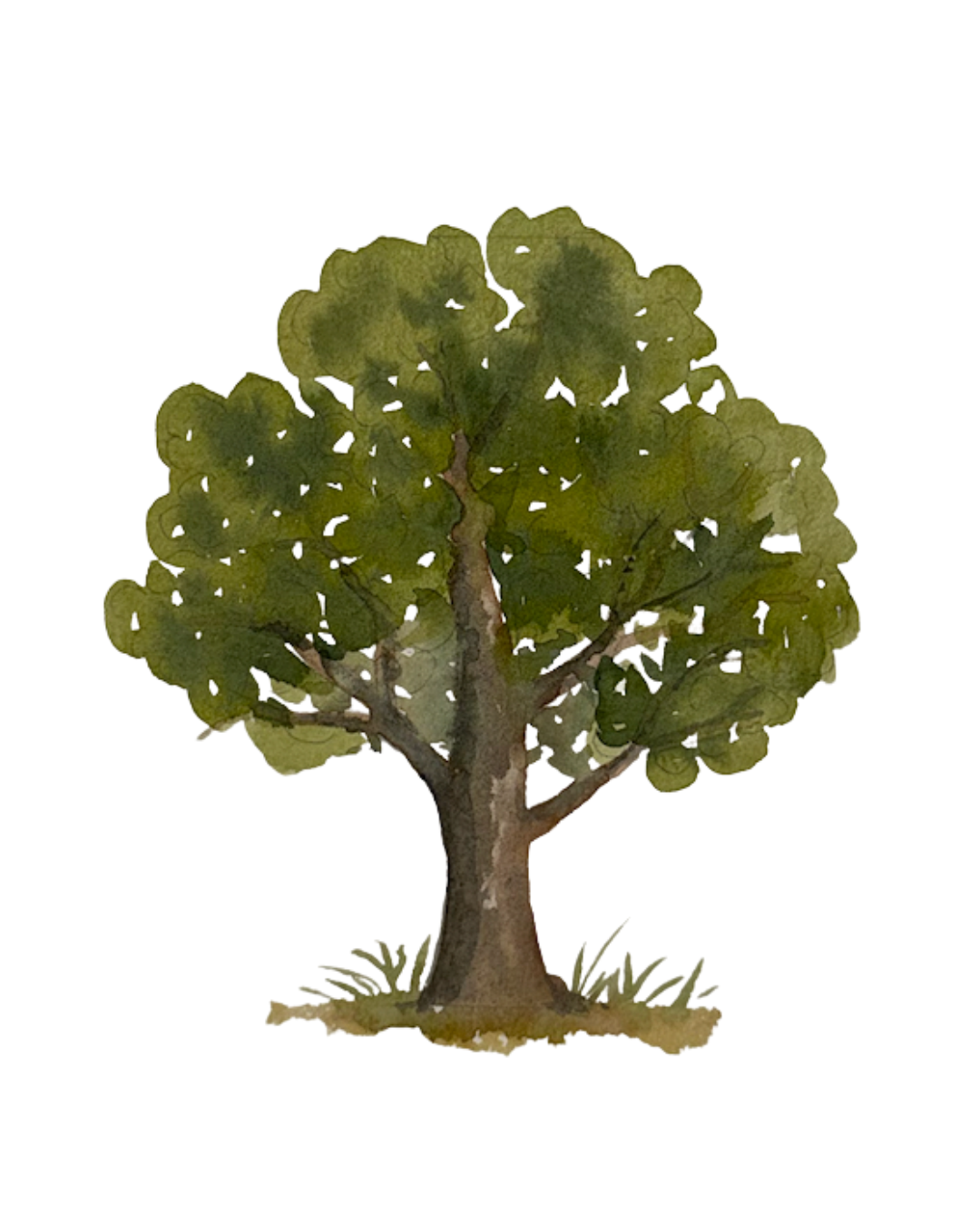 Water Colour Artwork Print - Tree